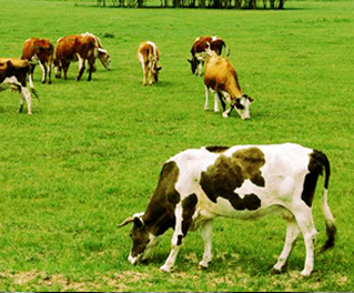 畜牧养殖ERP管理软件