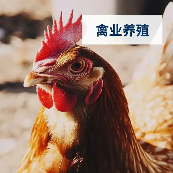 禽业养殖方案页封面