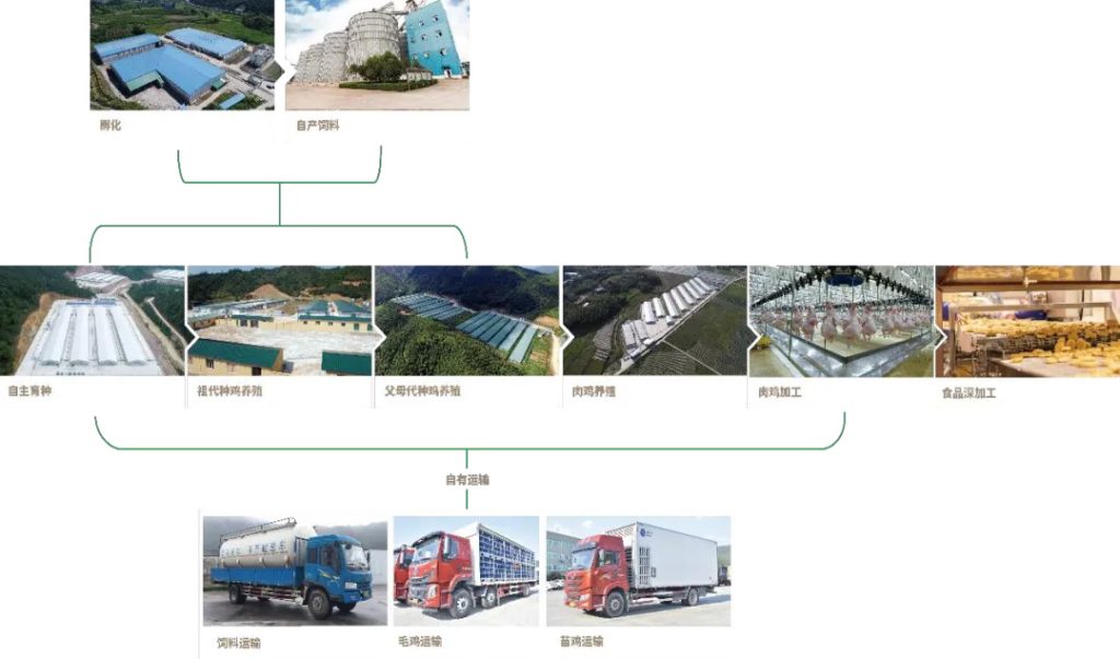 圣农白羽肉鸡全产业链